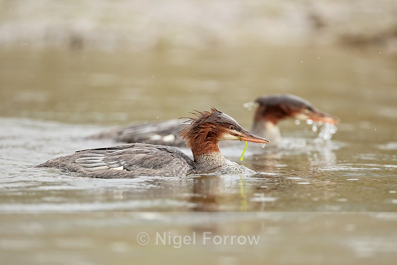 Two Common Mergansers swimming, Silver Salmon Creek, Alaska - Common Merganser
