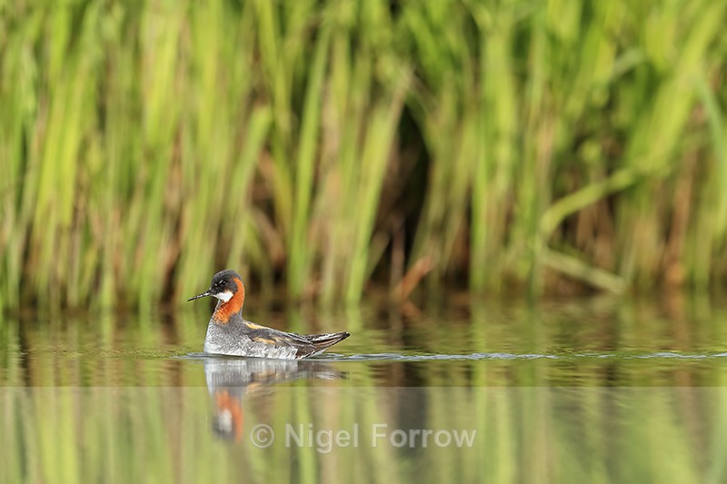 Red-necked Phalarope swimming, Iceland - Red-necked Phalarope