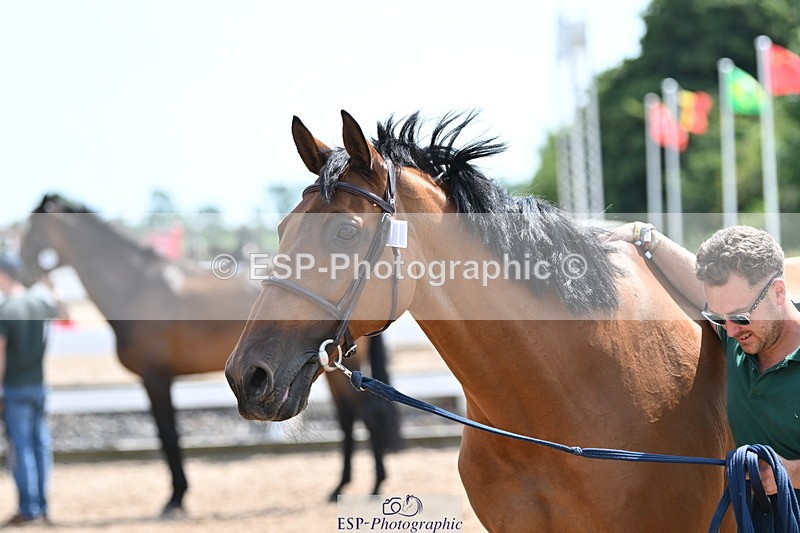 240717A-150109-02454 - Trot Up 3pm to 4pm