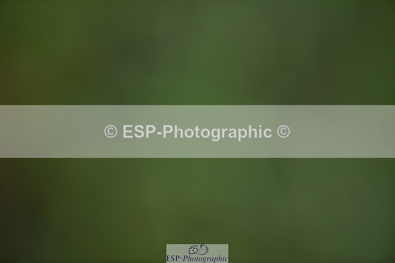 240523B-113102-01991 - 5 Year Old