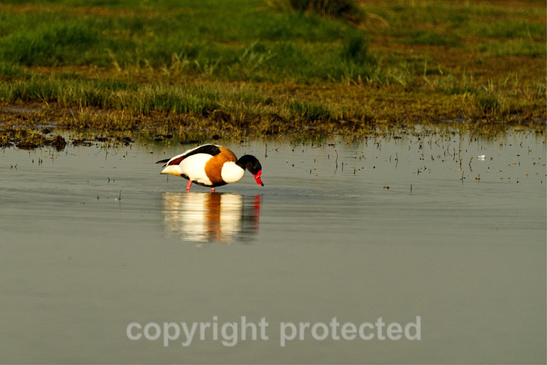 Shelduck - Gibraltar Point - Lincolnshire - Birds
