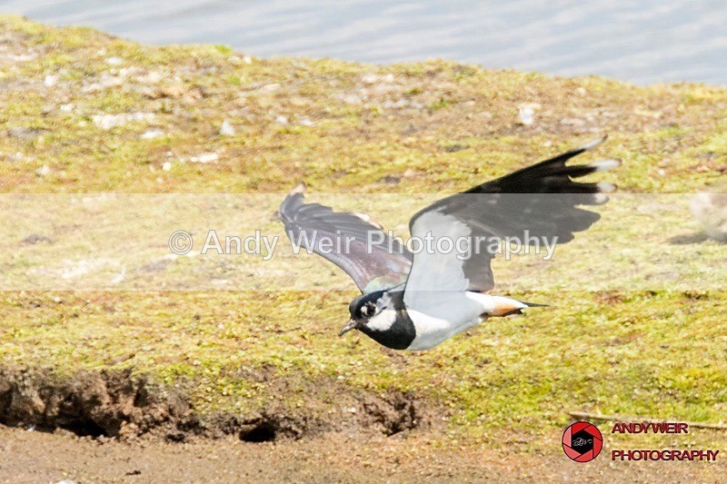 190523-untitled-8E0A2893 - Lapwing