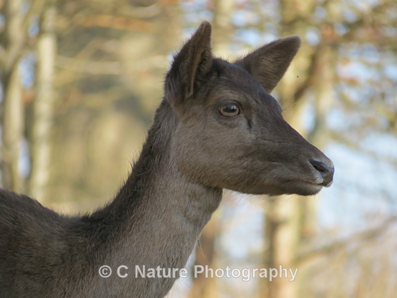 Fallow Deer - Animals