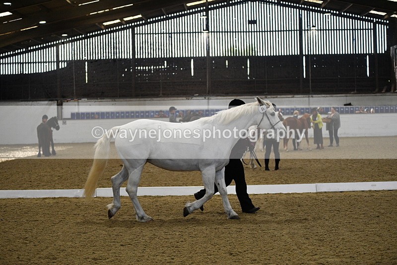 WJ5_3711 - Class 5 In Hand Veterans