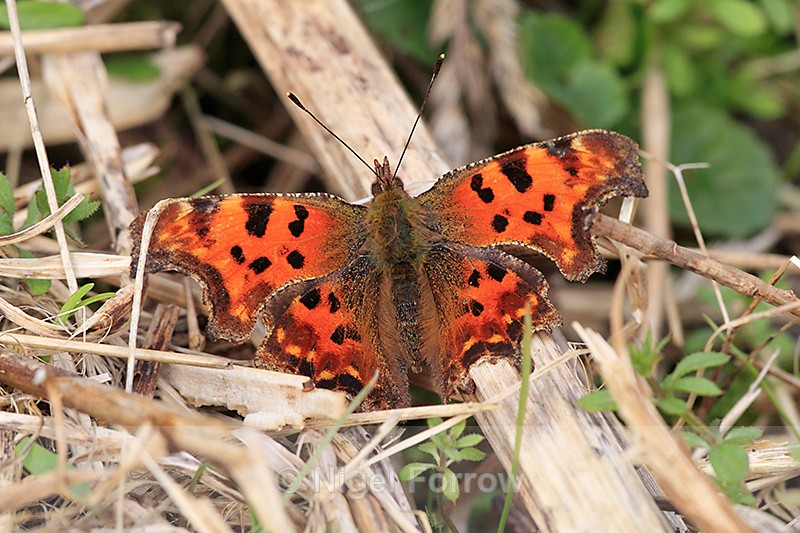 Comma on the Roman Road - INSECTS