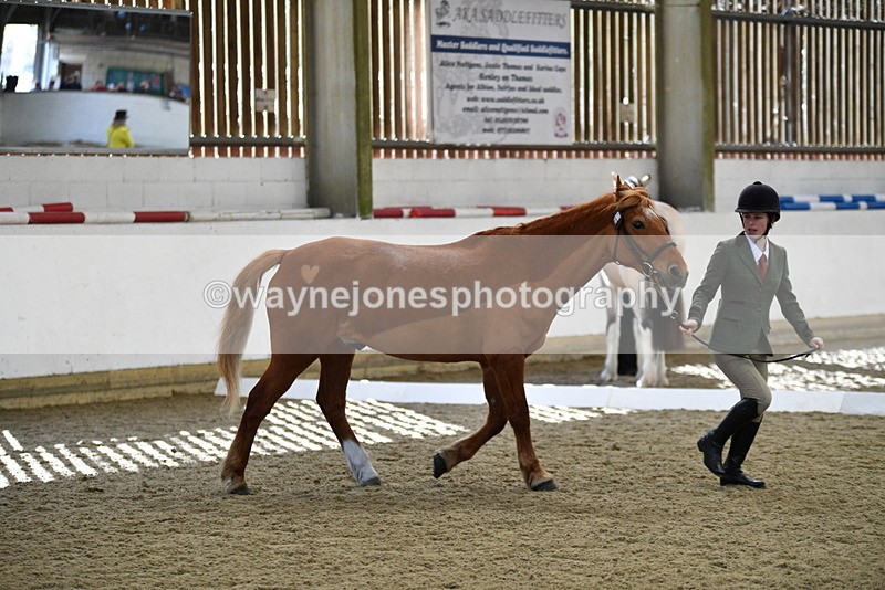 WJ5_4395 - Class 6 In hand M&M - Large Breeds