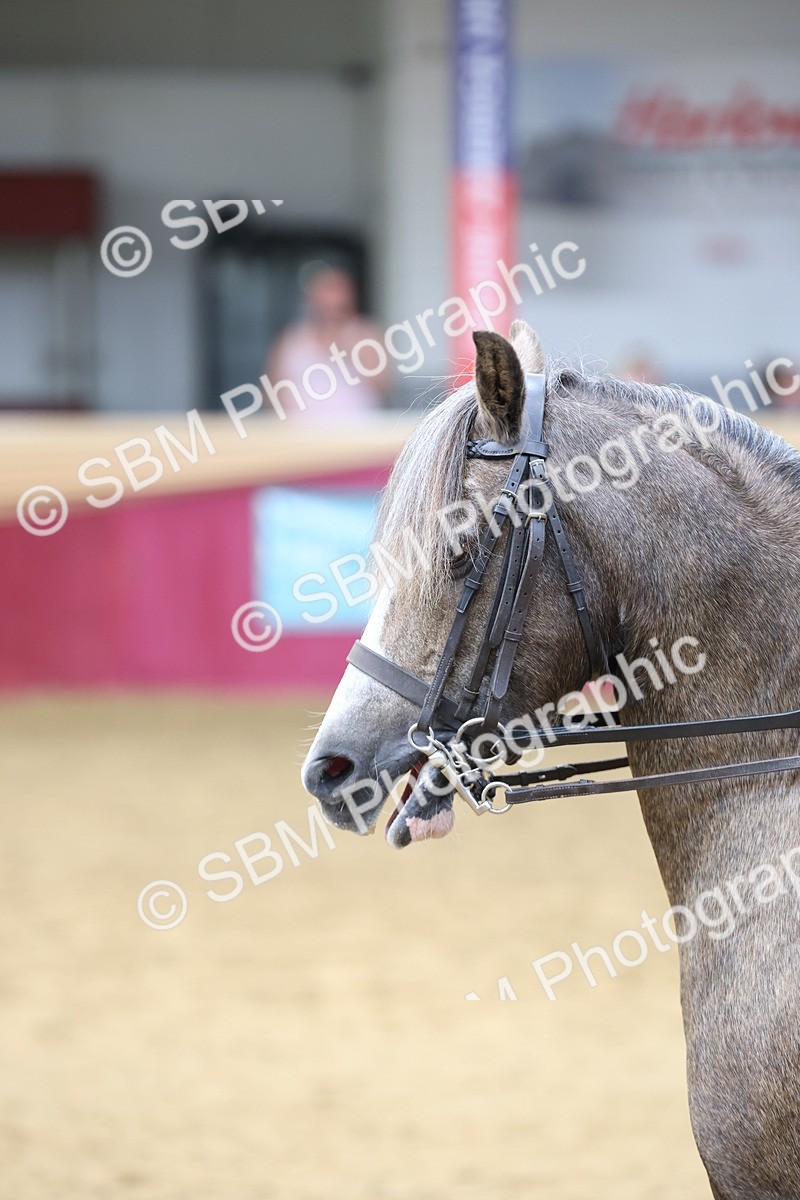 SBM_24077 - Class 905 - Supreme Final - Ridden Veteran