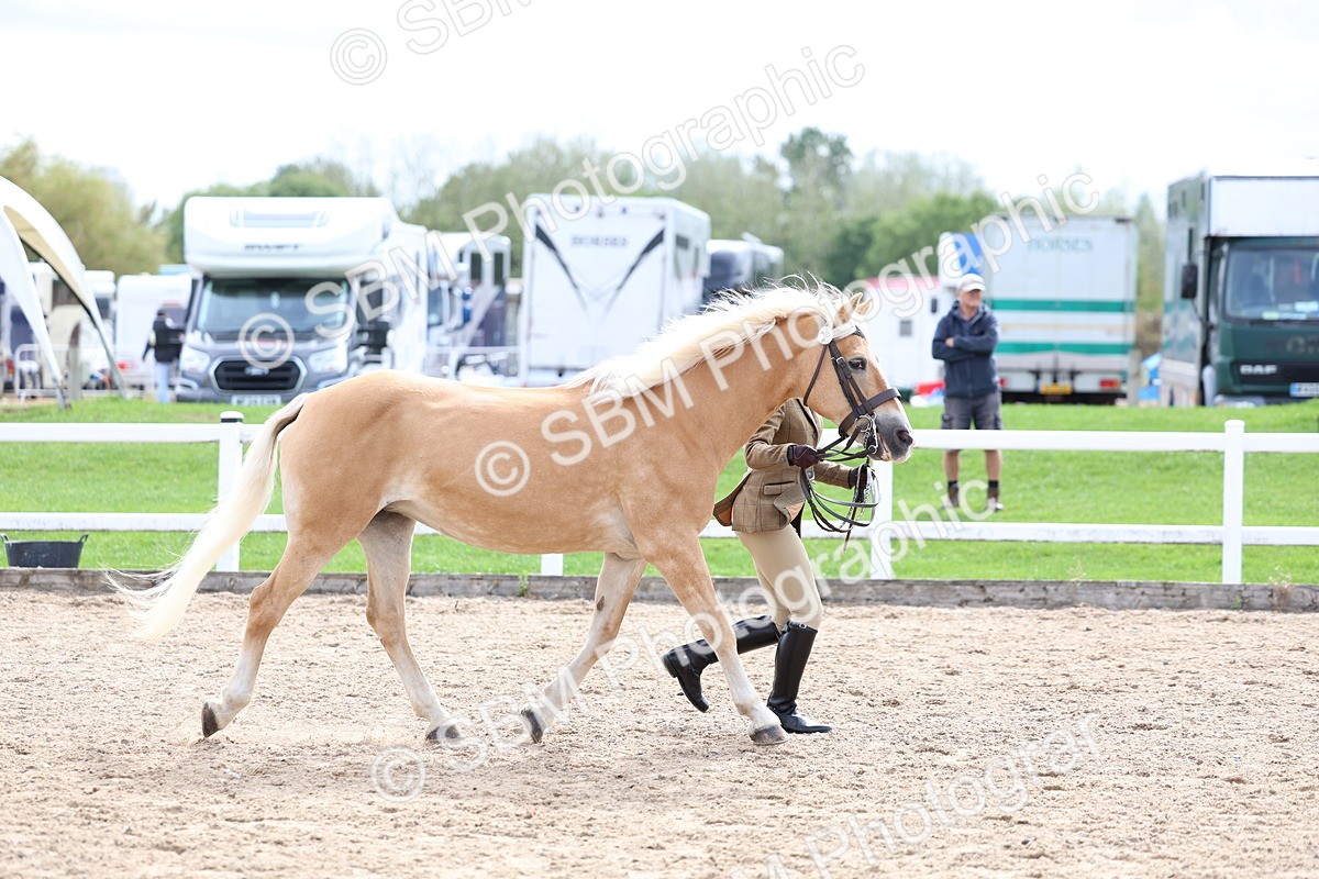 SBM_03951 - Class 25 - IH Foreign Breeds - Pure Bred