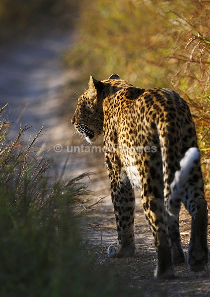 Leopard walking - Botswana