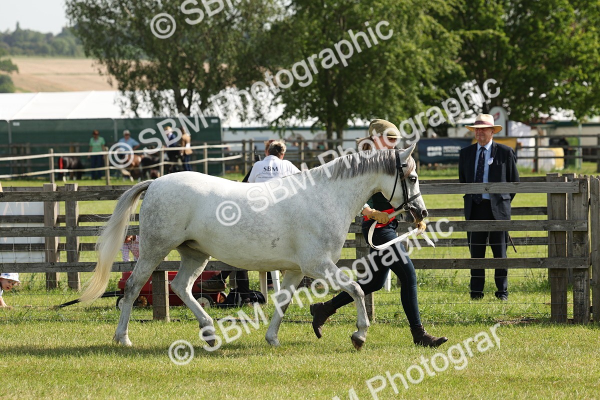 SBM_00774 - Class 6-13 - Mountatin and Moorland In Hand Welsh Breeds