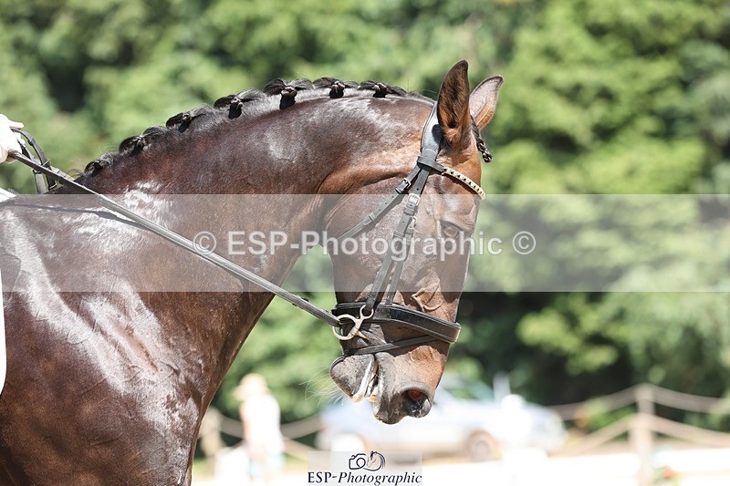 240719-142948-02323 - 266-Chloe_Cocks-Indulgence