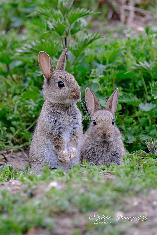  - Wildlife and Nature