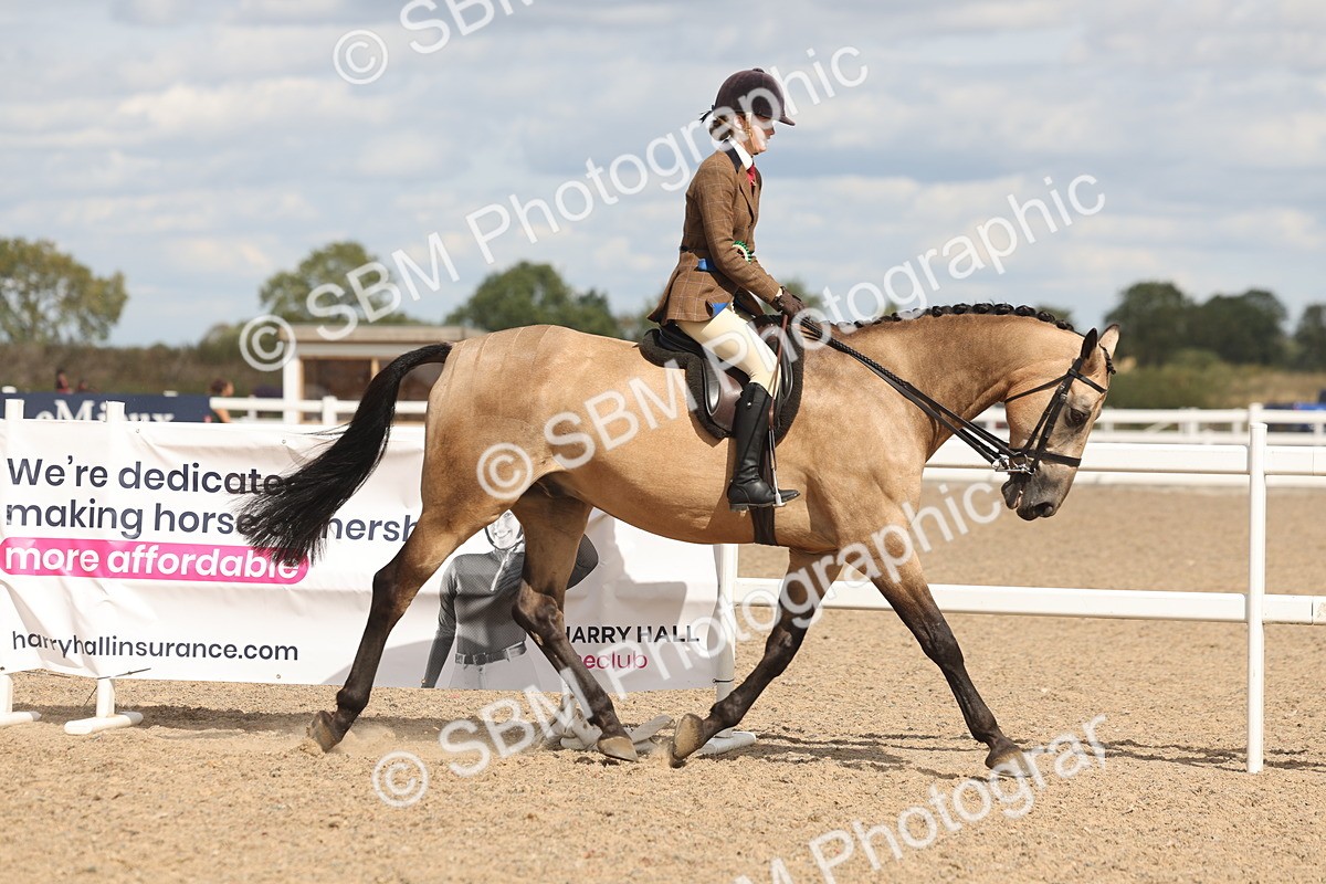 SBM_14876 - Class 308 - Ridden Coloured Horse