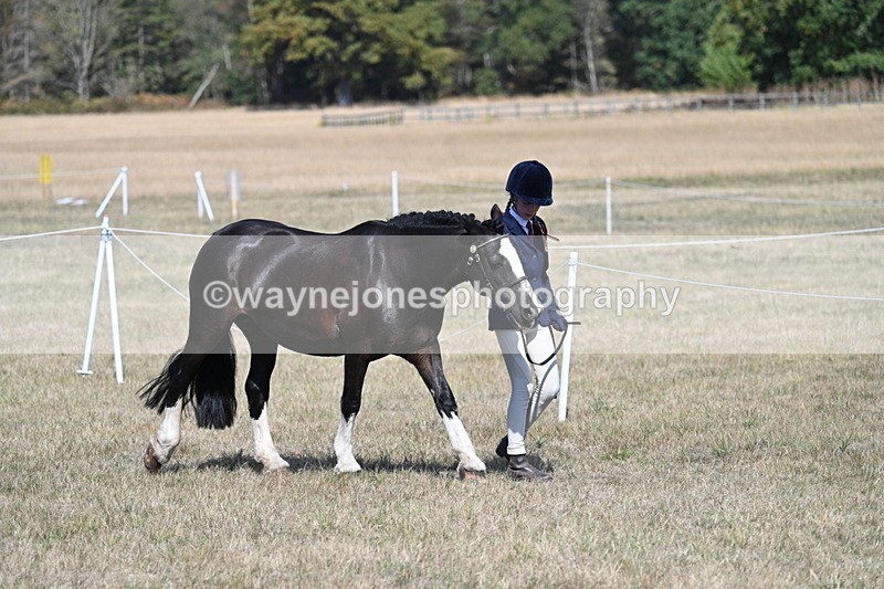 WJ7_1158 - Class 41 Prettiest Mare