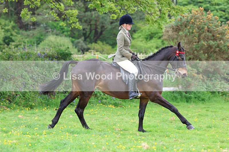 3E7A1995 - Class 10: Ridden Sports Horse