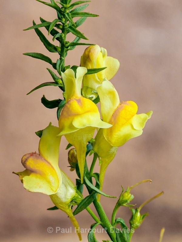 Yellow Toadflax (Linaria vulgaris)  stacked image. - Wild Flowers - 1