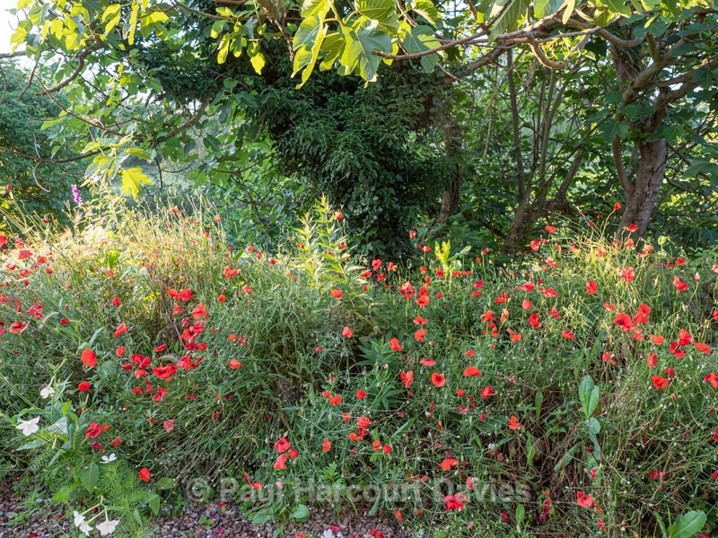 Wild Italian Garden. Paths are mown through the vegetation to provide access - Flowers in the Landscape - 2