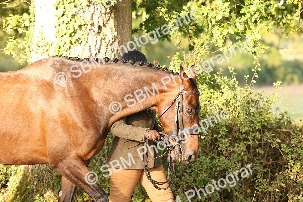 SBM_54921 - S52 - Riding Horse & Hack & thoroughbred In Hand
