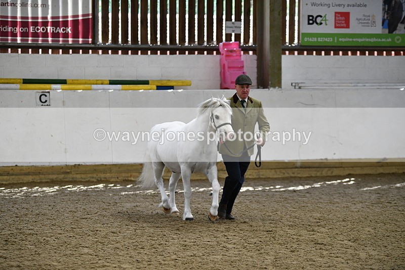 WJ5_5336 - Class 4 In hand M&M - small breeds