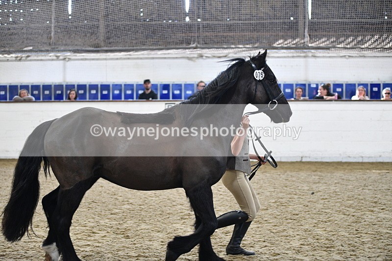 WJ5_4570 - Class 3 Part Bred In hand