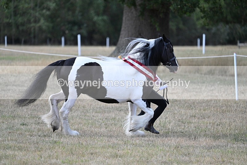 WJ7_8414 - In-hand Championship