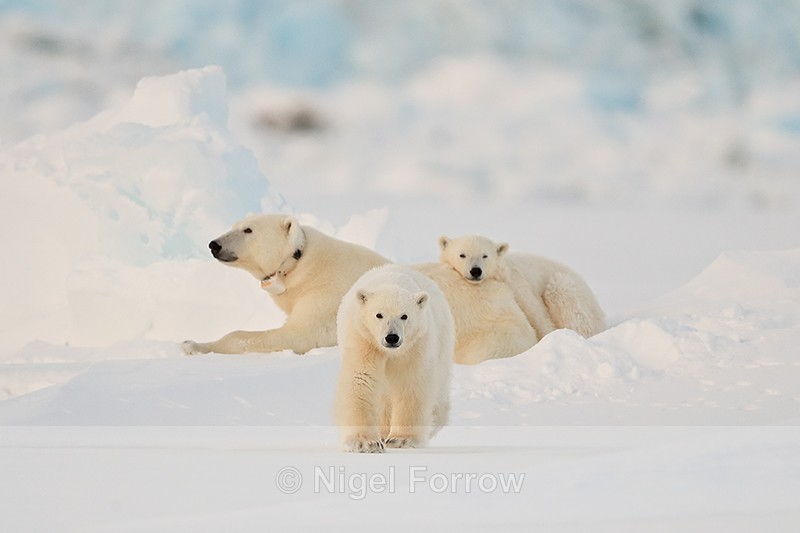 Polar Bears (female & two cubs), Svalbard, Norway - Polar Bear