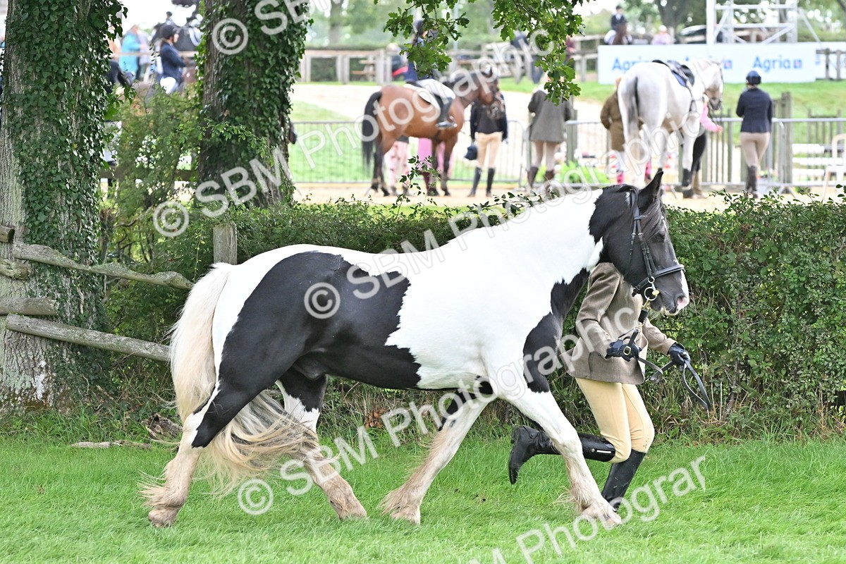 SBM_56884 - S45 - Coloured Pony In Hand