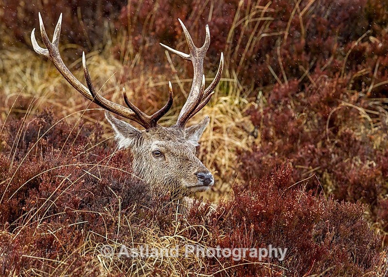 Astland Photography, Bird and Wildlife Images, Susan and Peter Wilson, U.K.