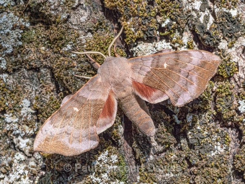 Poplar hawk (Laothoe populae) a very well camouflaged hawkmoth when on bark - Insects, Spiders and other Animals