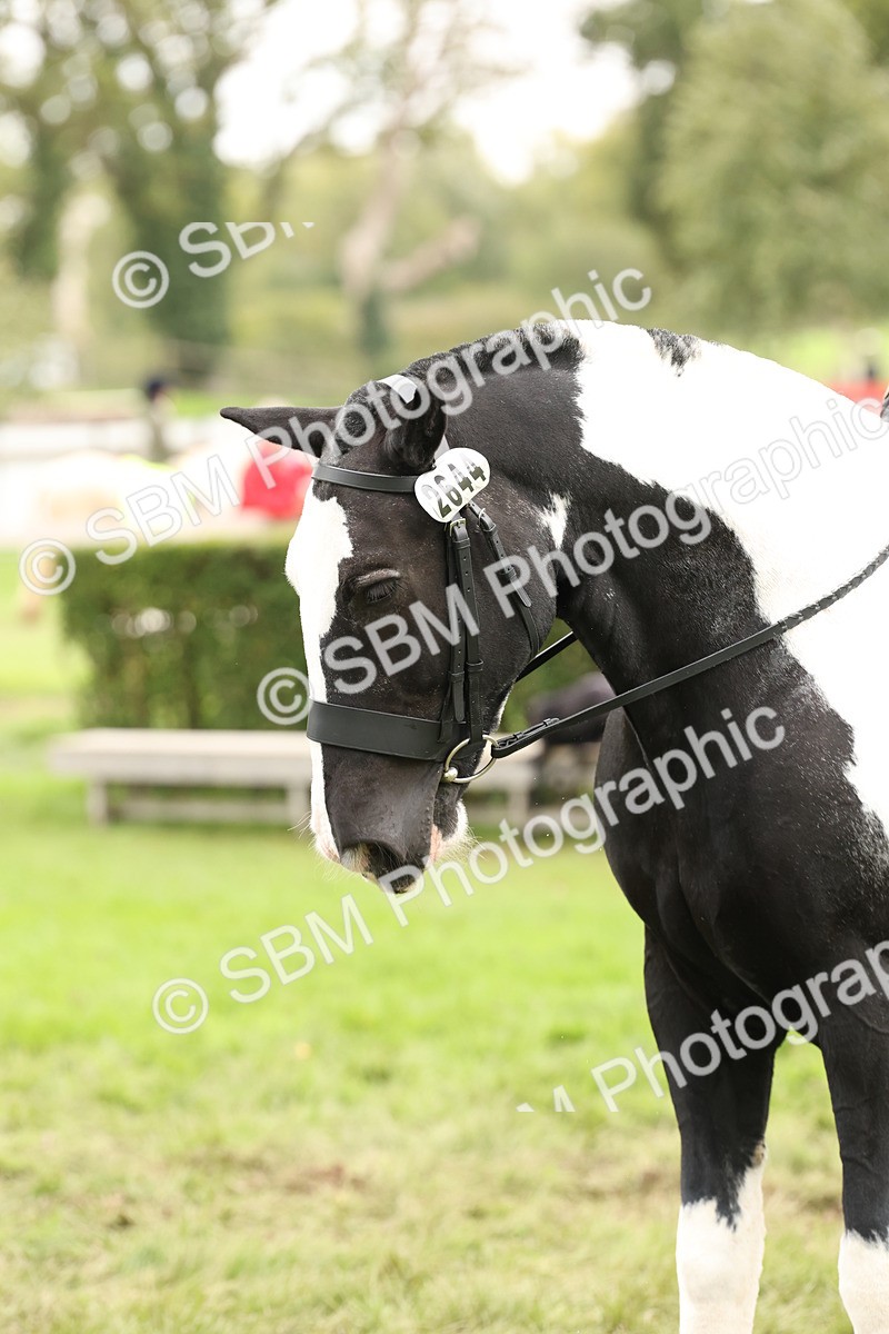 SBM_67283 - S67 - Piebald & Skewbald Horse Ridden