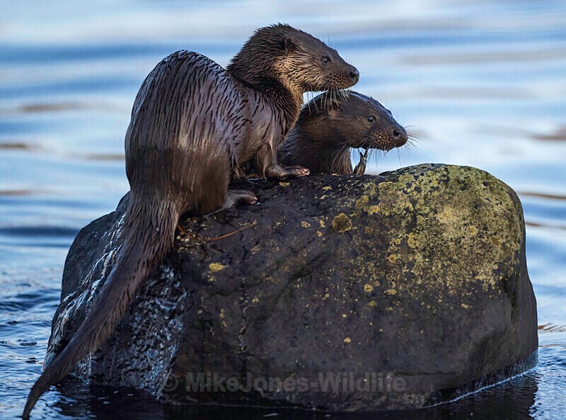 OTTER, ISLE OF MULL, SCOTLAND - OTTERS, ISLE OF MULL, SCOTLAND