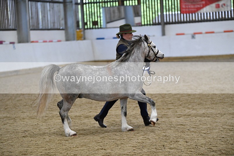 WJ5_5685 - Morning in hand Championship