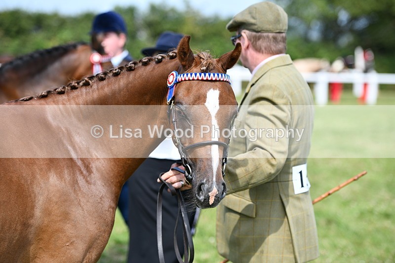DSC_8322 - Class 68: Part Bred In Hand M & M