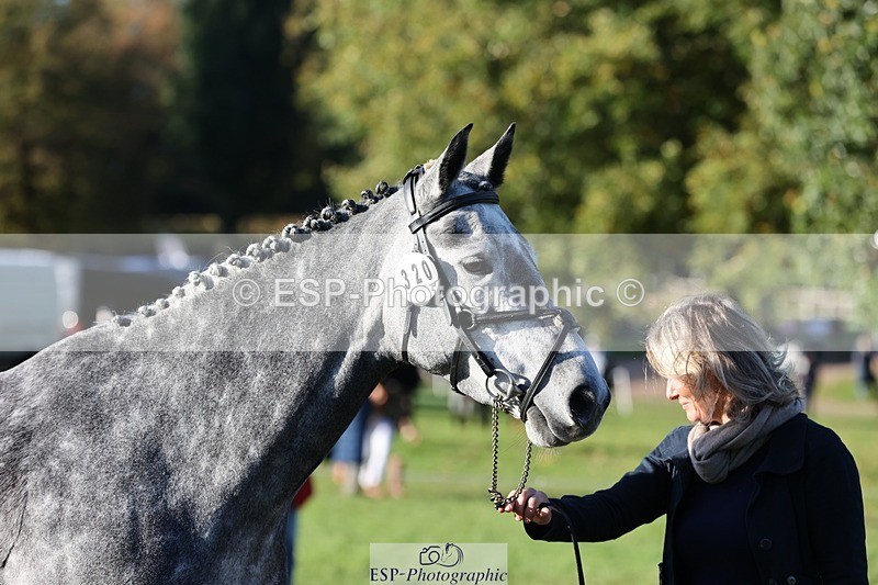 241027-091648-15181 - 320-Alice.Tollworthy-OUR.DOLPHIN.STAR