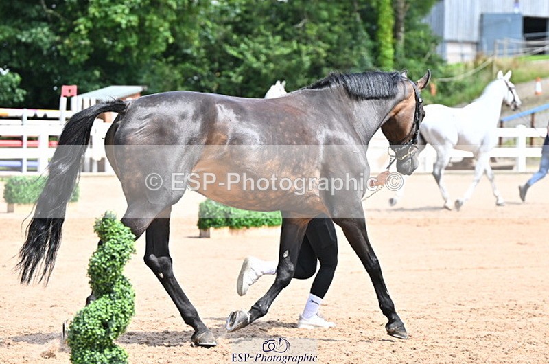 240718A-105255-01320 - Trot Up 12pm to 1pm