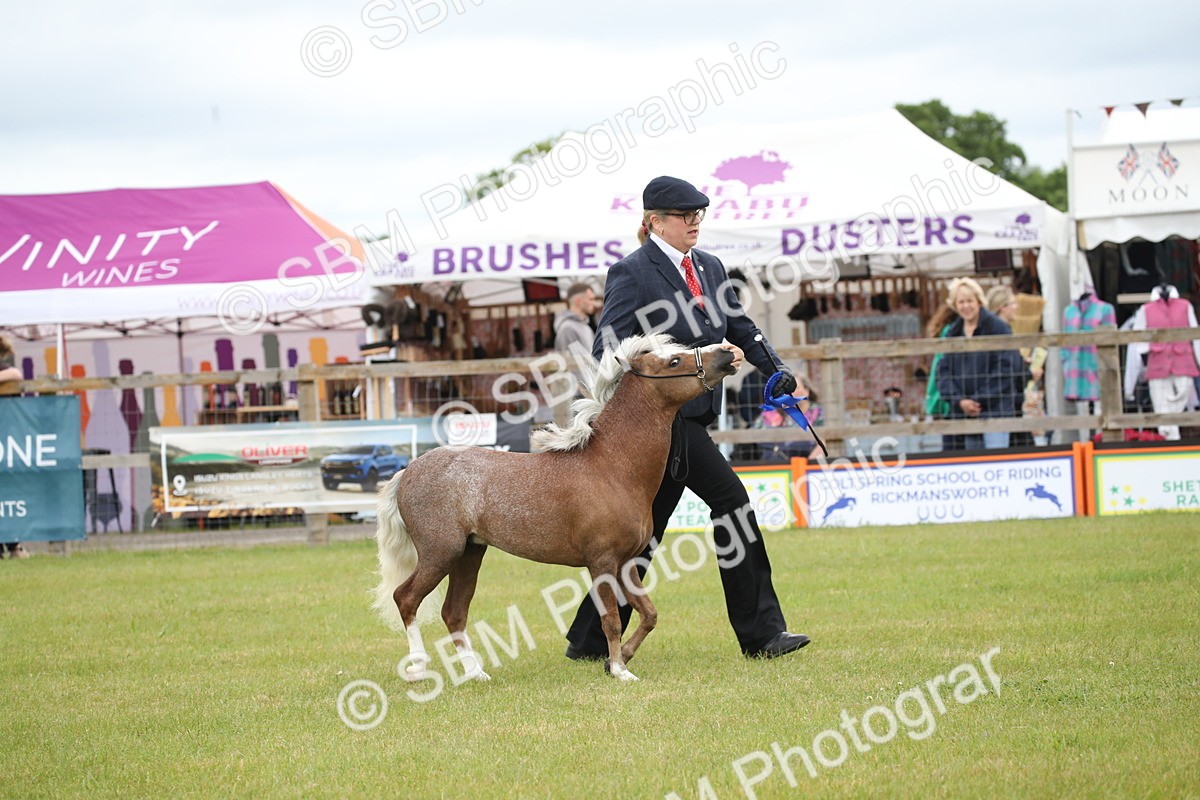 SBM_03849 - Class 23-25 - British Miniature Horse of the Year