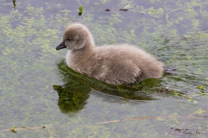 Cygnets 10