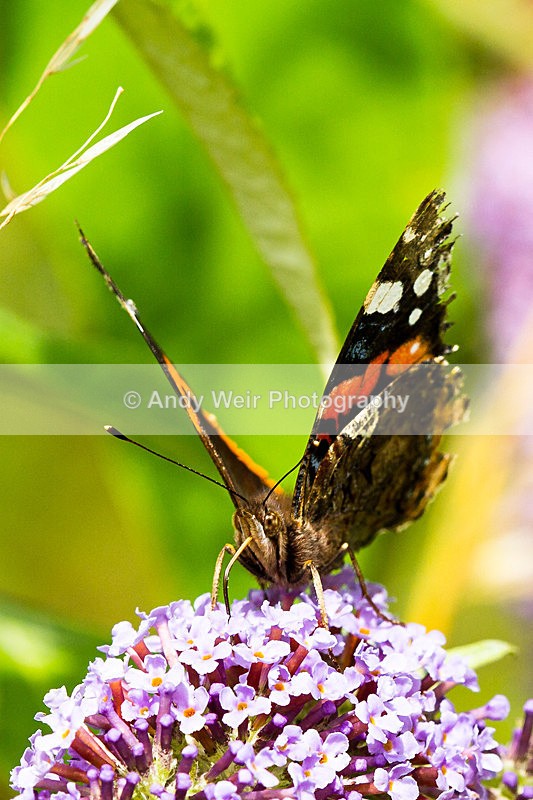 20130727-_MG_5048 - Butterflies & Moths