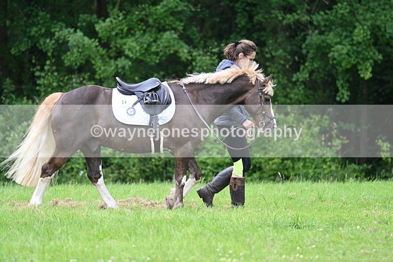 WJ7_3942 - Class 14A Handsome Gelding
