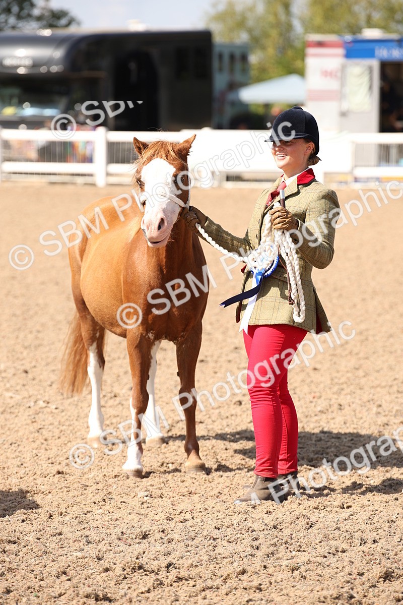 SBM_03075 - Class 17 Prettiest Mare IH or Ridden