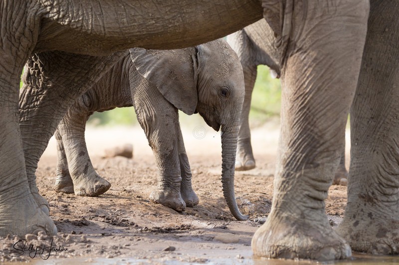 Elephant Baby 31