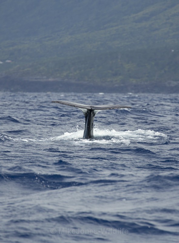 Sperm Whale, Pico island, Azores - FAVOURITES WILDLIFE GALLERY. Selected images from the wildlife collections.