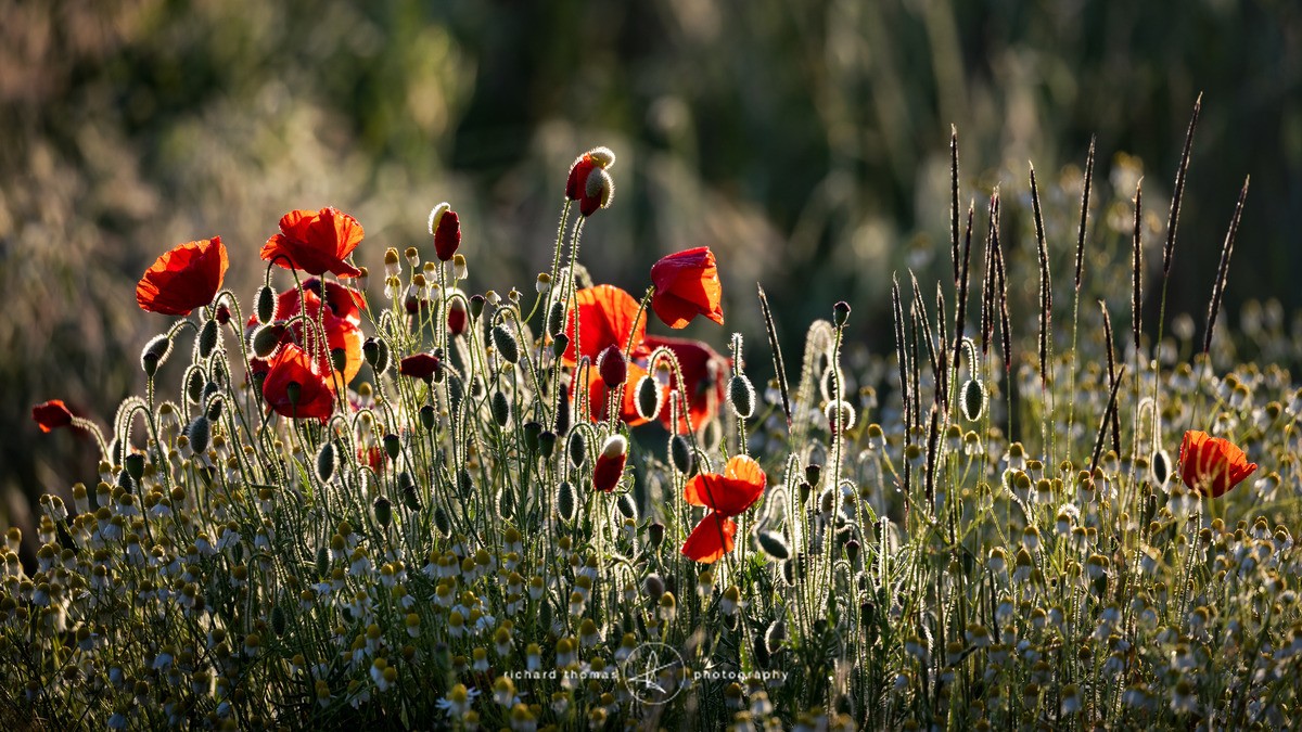 Poppies contre-jour - Fieldwork