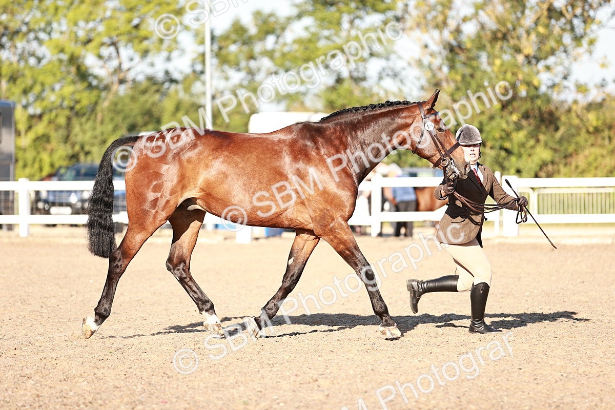 SBM_11162 - Class 401 - IH  Veteran horse