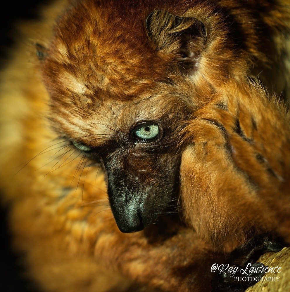 Blue Eyed Black Lemur -RLP_6658 - Vulnerable and Beyond