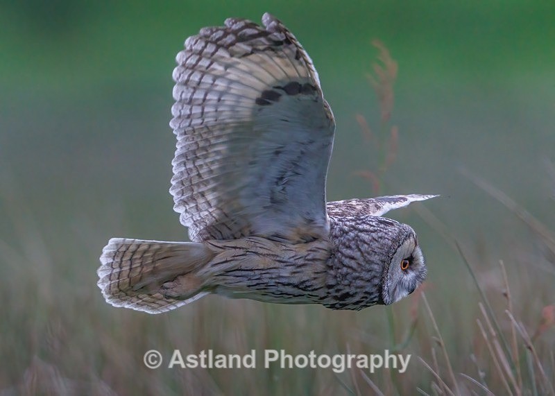 Long-eared owl - Latest Images