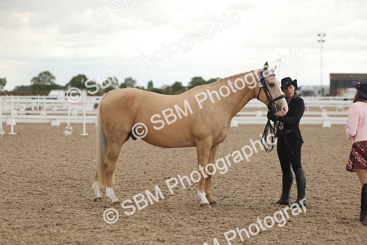 SBM_07664 - Class 26 - IH Foreign Breeds - Part Bred