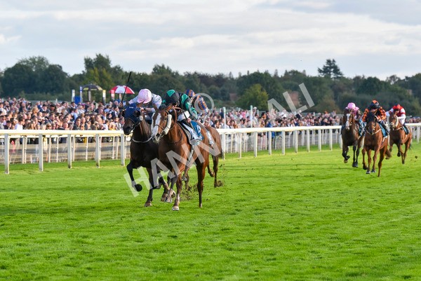 230923-Race 6-September Power-7016 - Race 6 4.55pm New To York Rio Brazilian Handicap