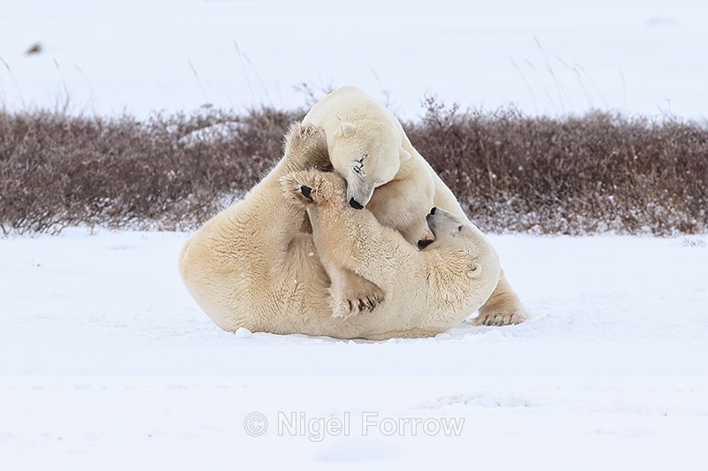 Polar Bears wrestling on ground, Churchill, Canada - Polar Bear
