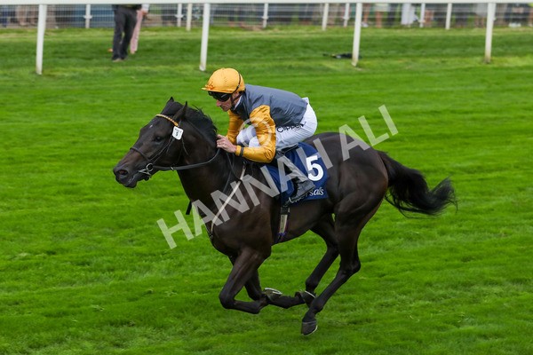 230823-Race 2-Indian Run-4137 - Race 2 2.25pm Tattersalls Acomb Stakes